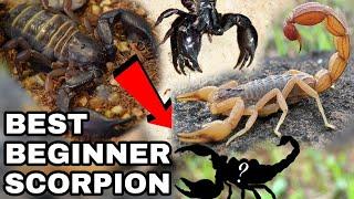 The Best Beginner Scorpion Species  Pet Scorpions