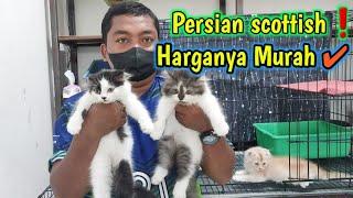 Harga kucing Persia Scotish Ada juga persia medium