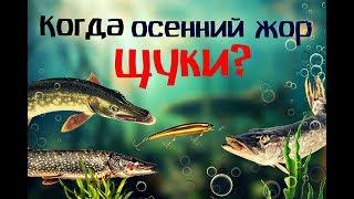 Когда начнётся осенний жор щуки? Как и на что ловить щуку в осенний жор?