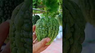 Bitter Gourd Harvest #bittergourd  #gardening#v87garden