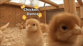 Chicken Dance Kids Corner