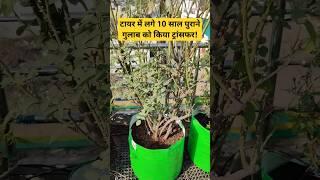 टायर में लगे 10 साल पुराने गुलाब को किया ट्रांसफर #shorts #gardening #repotting #rose