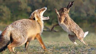 Hare is an Elusive runner and Boxer capable of Punishing the Fox