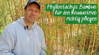 Phyllostachys Bambus für den Neuaustrieb richtig pflegen