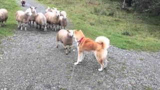 Akita Inu vs Sheep familie 