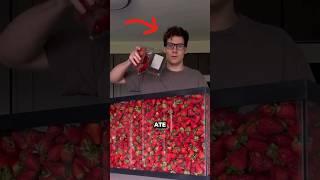 This Guy Ate 100000 Strawberries  @wollywhatthe