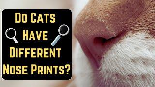 Are Cats Nose Prints Unique?