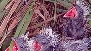 3 ANAK BURUNG BUT BUT INI TAK CUKUP MAKAN SEPERTINYA AKAN ADA YANG AKAN DITUMBALKAN