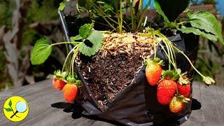  Plantar y Cultivar Fresas  Frutillas en Maceta  con HOJAS de ÁRBOLES 