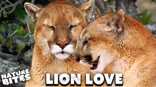 Love-hate Lions Make Great Mates  Lion of the Americas  Nature Bites