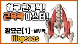 힐링무브 근육학 5-2-1 장요근엉덩허리근 Iliopsoas 의 해부학과 기능  심각한 허리통증을 일으키는 근육   healingmove