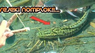 NGERI  Disini Ikan Ini Buat Konsumsi  Ketapel Ikan  Slingshot Fishing