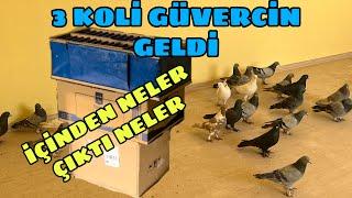 KİMSENİN YAPMADIĞINI YAPIYORUM TAM 28 TANE GÜVERCİN HEDİYE EDİYORUM