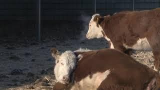 Новые технологии мясное скотоводство