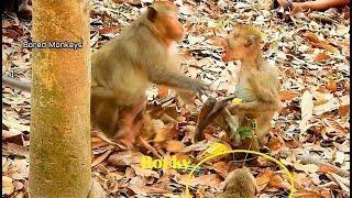 Oh No little monkey Rocky call big male Chimo fight poor skinny man monkey very scare beg Chimo