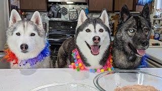 Lets Make My Dog A Birthday Cake
