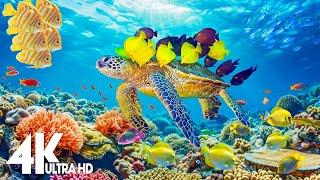 The Colors of the Ocean 4K ULTRA HD - The Best 4K Sea Animals for Relaxation & Calming Music