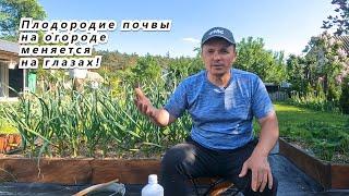 Плодородие почвы улучшается на глазах. Полейте грядки этим раствором