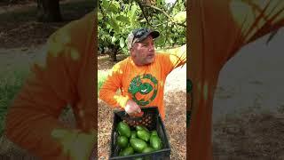 I picked 600lbs of avocado by hand #avocado #farmlife #tropicalfruit