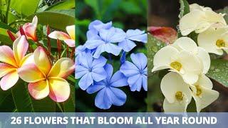 26 Flowers that Bloom All Year Round  Permanent Flowering Plants in India