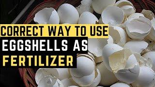 Organic Fertilizer How to Use Eggshells as Fertilizer  The Correct Way  PH