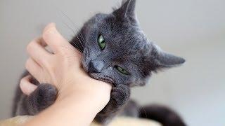 Dealing w Cat That Scratches or Bites  Cat Care