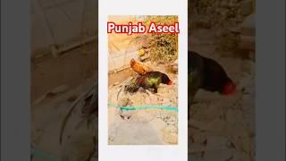 Aseel lover’s #youtubeshorts #aseelcheetahmurga #shortvideo #aseellovers #aseel #viralvideo #tiktok