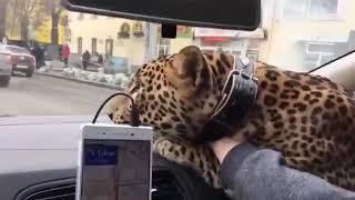 Подвез леопарда на такси