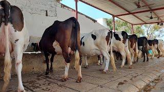 S.Gopal Cow supplier GOOD QUALITY HF and JERSEY cow for sales  Tamilnadu kerala#dairyfarm#madusales