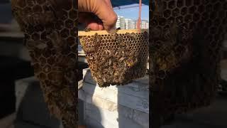 Ana arı üretimi isteyenler ulaşsın selamımı söyleyin #beekeeper #arıcılık #honeybee #aricilik