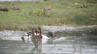 shoveler pair