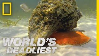 Hermit Crab vs. Conch  Worlds Deadliest