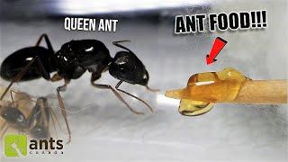 Giving a NEW & HUNGRY ANT COLONY Its First Meal Ever Heart-Warming REACTION