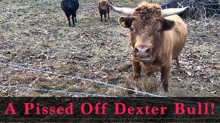 A Pissed Off Dexter Bull In West Virginia