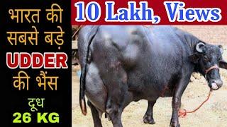 World Biggest Udder Buffalo -2 with 26 kg milk Capacity at Amritsar PUNJAB