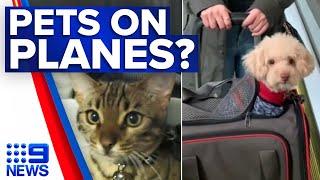 Pets allowed on Australian planes under new aviation laws  9 News Australia