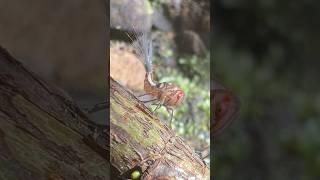 Costa Rican Fiber Optic cable bugs