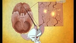 Озорные анимашки - Ствол Мозга  Brainstem