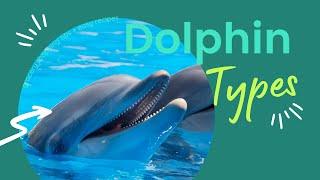 Different Types of Dolphin