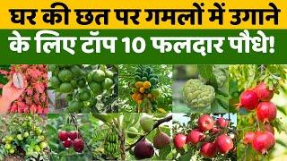 घर की छत पर गमलों में उगाने के लिए टॉप 10 फलदार पौधे Top 10 Fruiting Plants To Grow In Pots