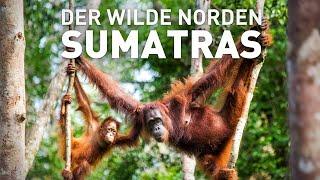 Der wilde Norden Sumatras Dschungeltour zu den Orang Utans  Reisen