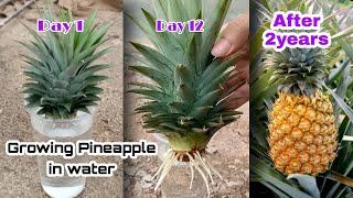 How to Grow Pineapple with Water at Home  Growing Pineapple Plants In Containers by NY SOKHOM