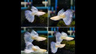 Albino White King Cobra Guppy