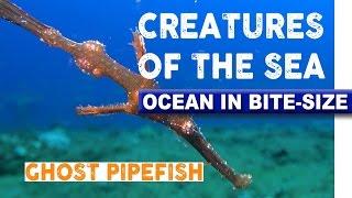 Creatures of the Sea - Elusive Ghost Pipefish