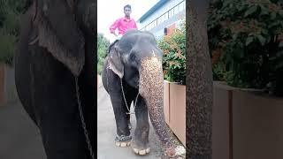 ulloor Indira lakkidi elephant