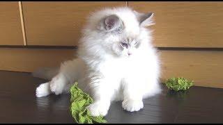 Ragdoll Kitten Obsessed with Paper Balls