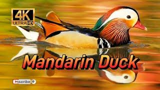 Mandarin Duck - World of Birds 4K