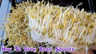 วิธีเพาะถั่วงอก ง่ายๆ ใครๆก็ทำได้  How to grow bean sprouts