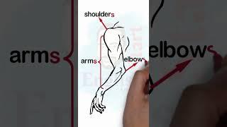 parts of the arm اجزاء الذراع بالانجليزي  #shorts