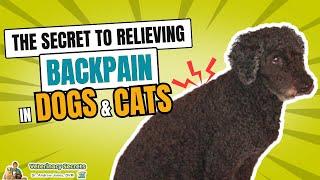 The secret to relieving back pain in cats and dogs